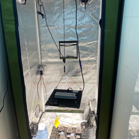 Mandarin Cookies R1 V2 #2 growlog photo