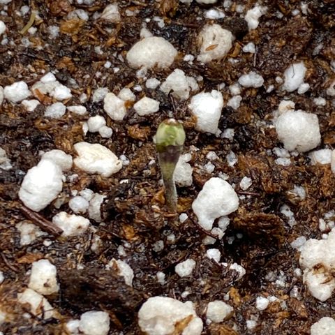 Mandarin Cookies R1 V2 #2 growlog photo