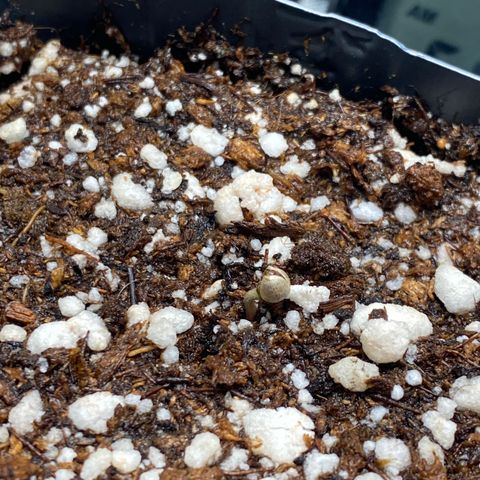 Mandarin Cookies R1 V2 #2 growlog photo