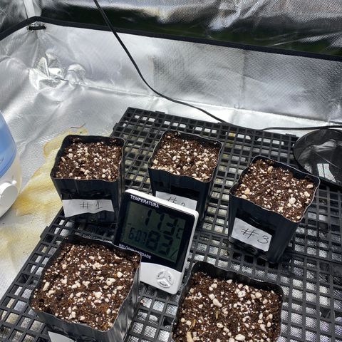 Mandarin Cookies R1 V2 #2 growlog timeline photo