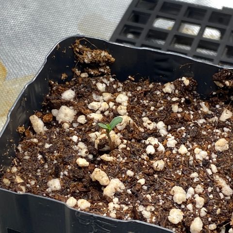 Mandarin Cookies R1 V2 #1 growlog timeline photo