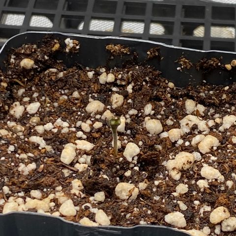 Mandarin Cookies R1 V2 #2 growlog timeline photo