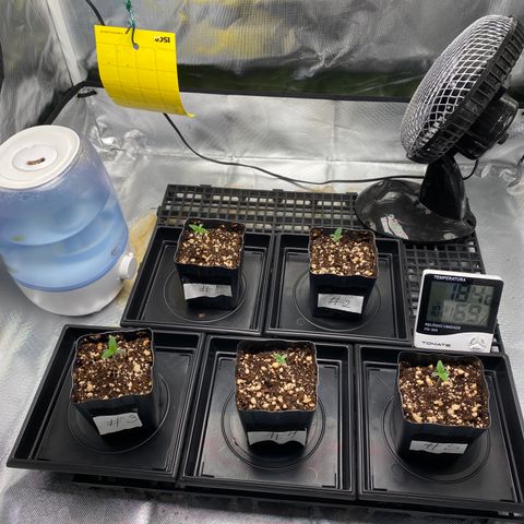 Mandarin Cookies R1 V2 #2 growlog timeline photo