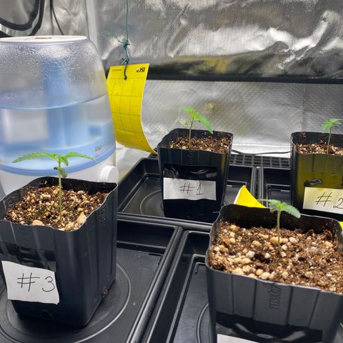 Mandarin Cookies R1 V2 #2 growlog photo: Estava regando até o runoff. Apareceram alguns verdes na superfície do substrato. Mexi na superfície com o dedo para ajudar a secar melhor.

 Com certeza foi excesso de rega. 