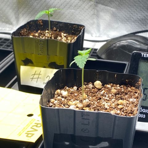 Mandarin Cookies R1 V2 #2 growlog photo: Estava regando até o runoff. Apareceram alguns verdes na superfície do substrato. Mexi na superfície com o dedo para ajudar a secar melhor.

 Com certeza foi excesso de rega. 