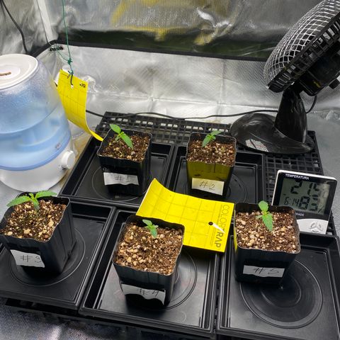 Mandarin Cookies R1 V2 #2 growlog photo: Estava regando até o runoff. Apareceram alguns verdes na superfície do substrato. Mexi na superfície com o dedo para ajudar a secar melhor.

 Com certeza foi excesso de rega. 