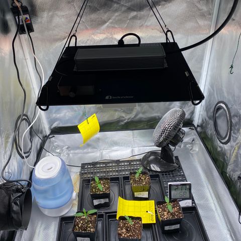 Mandarin Cookies R1 V2 #2 growlog timeline photo