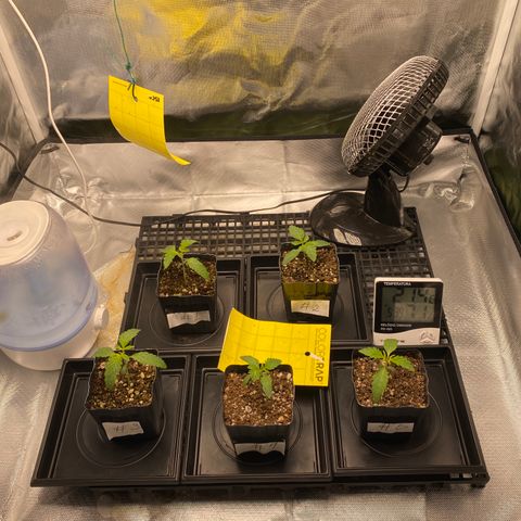 Mandarin Cookies R1 V2 #2 growlog timeline photo