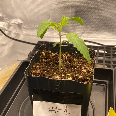 Mandarin Cookies R1 V2 #1 growlog timeline photo