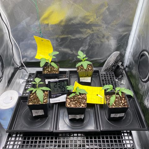 Mandarin Cookies R1 V2 #2 growlog timeline photo