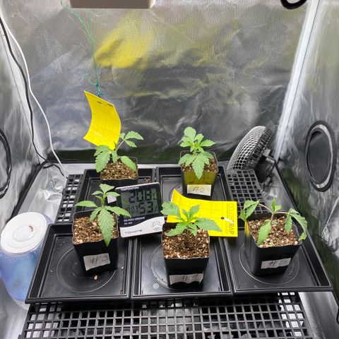 Mandarin Cookies R1 V2 #2 growlog photo: Voltei de viagem, dois dias fora. Planta #5 apresentou menos resistência a substrato seco.