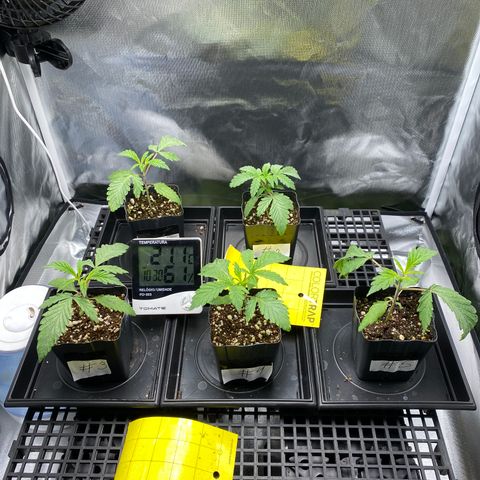 Mandarin Cookies R1 V2 #2 growlog timeline photo