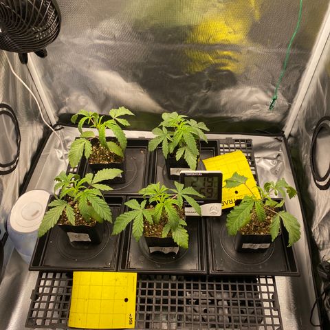 Mandarin Cookies R1 V2 #2 growlog timeline photo