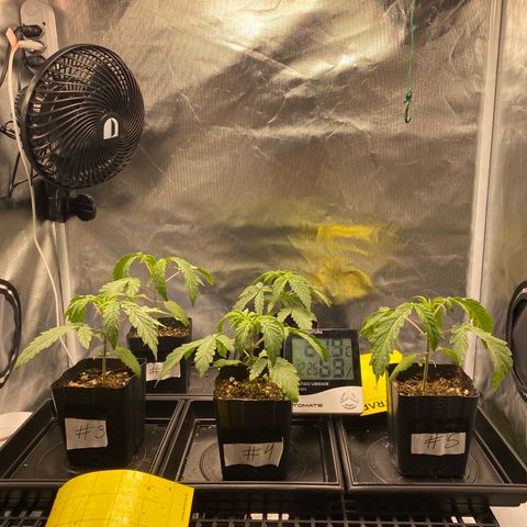 Mandarin Cookies R1 V2 #2 growlog timeline photo