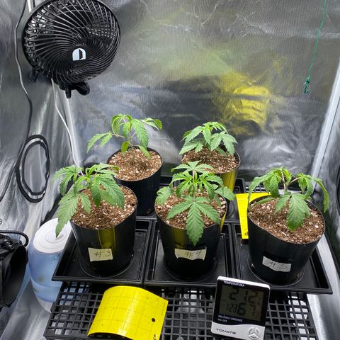 Mandarin Cookies R1 V2 #2 growlog timeline photo