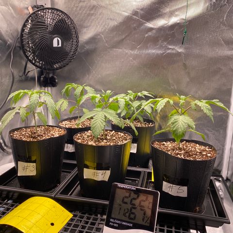 Mandarin Cookies R1 V2 #2 growlog timeline photo