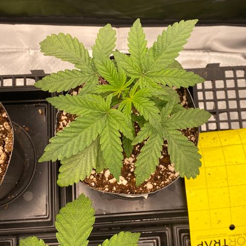 Mandarin Cookies R1 V2 #2 growlog timeline photo