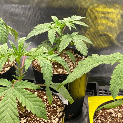 Mandarin Cookies R1 V2 #2 growlog timeline photo