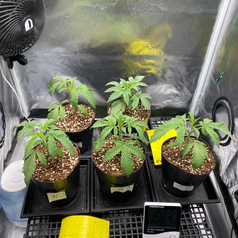 Mandarin Cookies R1 V2 #2 growlog timeline photo