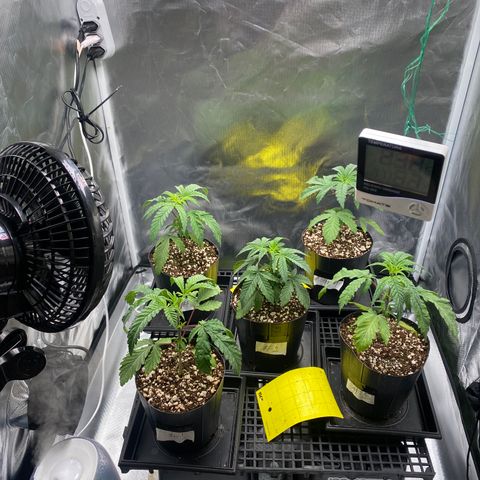 Mandarin Cookies R1 V2 #2 growlog timeline photo