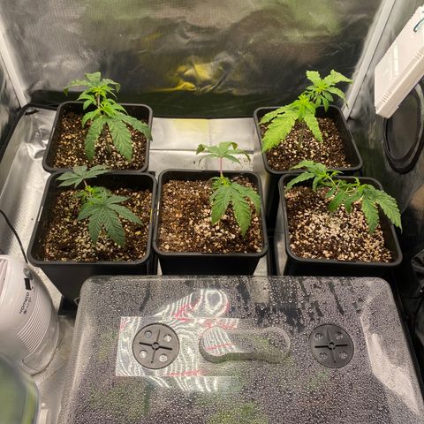 Mandarin Cookies R1 V2 #2 growlog timeline photo