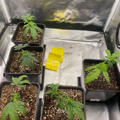 Mandarin Cookies R1 V2 #2 growlog timeline photo