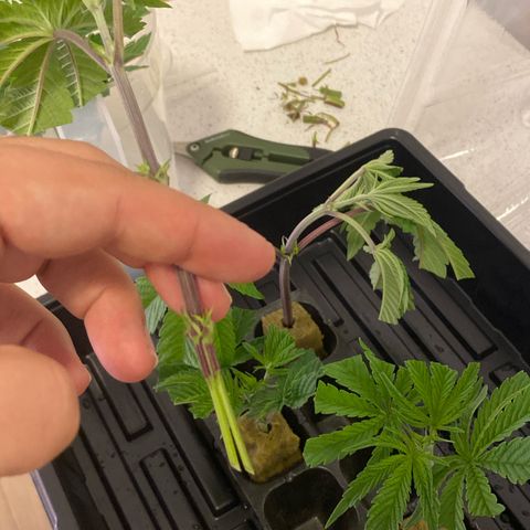 Mandarin Cookies R1 V2 #2 growlog timeline photo