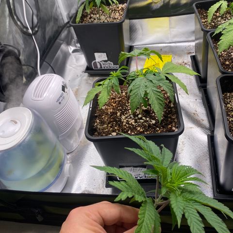 Mandarin Cookies R1 V2 #2 growlog timeline photo