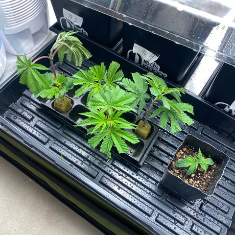 Mandarin Cookies R1 V2 #2 growlog timeline photo