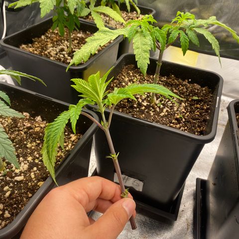 Mandarin Cookies R1 V2 #2 growlog timeline photo