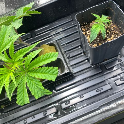 Mandarin Cookies R1 V2 #2 growlog timeline photo