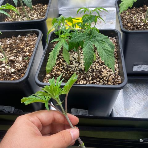 Mandarin Cookies R1 V2 #2 growlog timeline photo