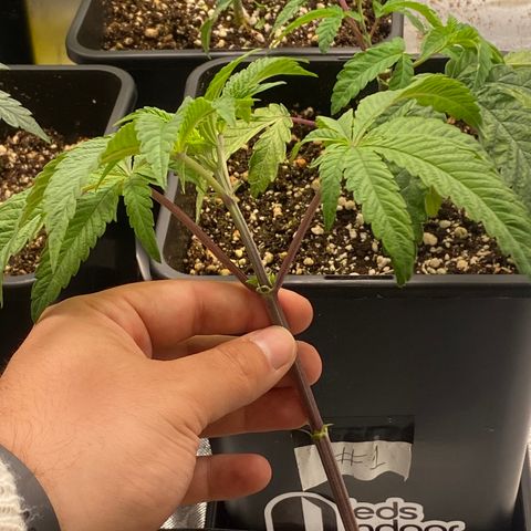 Mandarin Cookies R1 V2 #2 growlog timeline photo