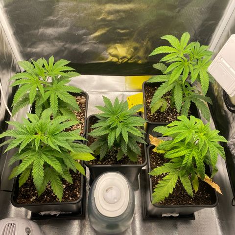 Mandarin Cookies R1 V2 #1 growlog timeline photo