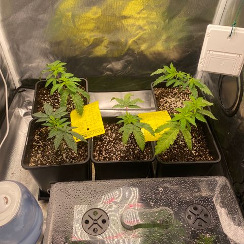 Mandarin Cookies R1 V2 #2 growlog timeline photo