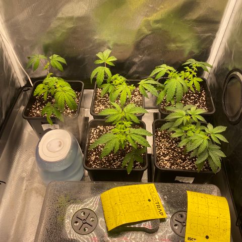 Mandarin Cookies R1 V2 #2 growlog timeline photo