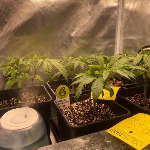 Mandarin Cookies R1 V2 #2 growlog timeline photo