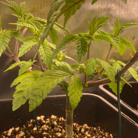 Mandarin Cookies R1 V2 #2 growlog timeline photo