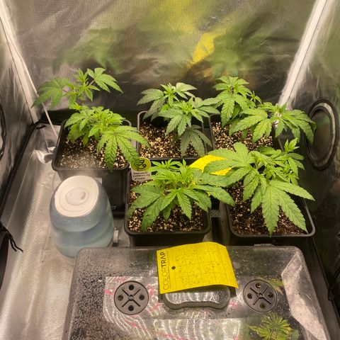 Mandarin Cookies R1 V2 #2 growlog timeline photo