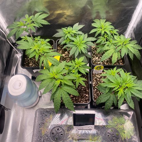 Mandarin Cookies R1 V2 #2 growlog timeline photo