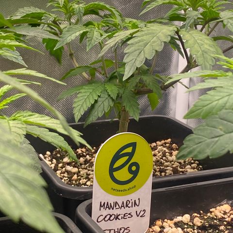 Mandarin Cookies R1 V2 #2 growlog timeline photo