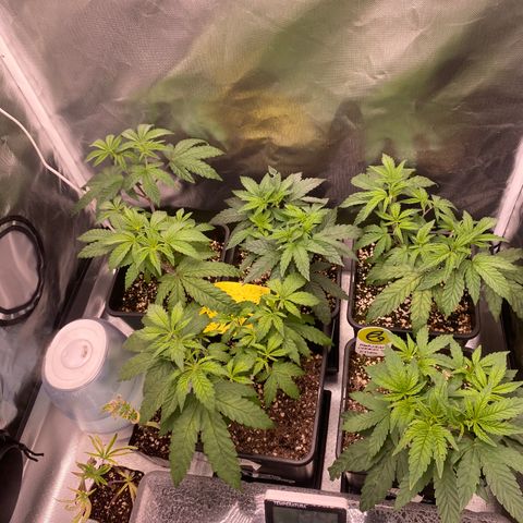 Mandarin Cookies R1 V2 #2 growlog timeline photo