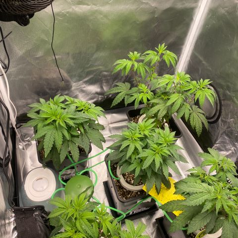 Mandarin Cookies R1 V2 #2 growlog timeline photo