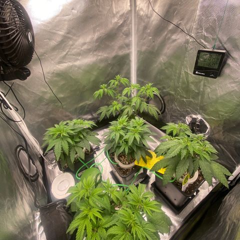 Mandarin Cookies R1 V2 #2 growlog timeline photo