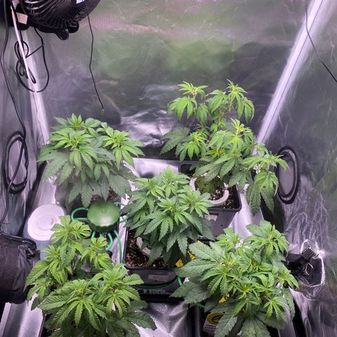 Mandarin Cookies R1 V2 #2 growlog timeline photo