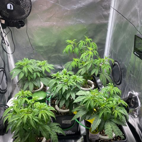 Mandarin Cookies R1 V2 #2 growlog timeline photo