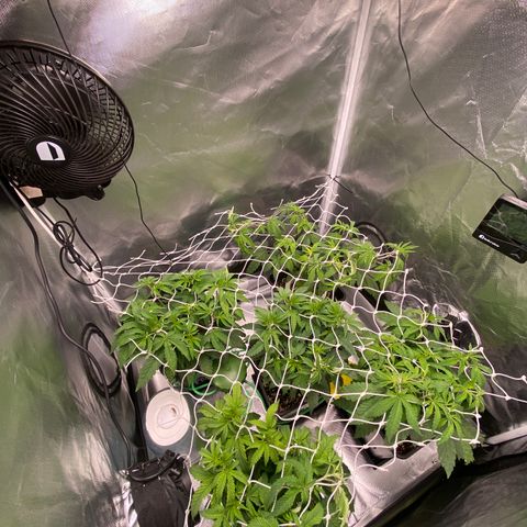 Mandarin Cookies R1 V2 #2 growlog timeline photo