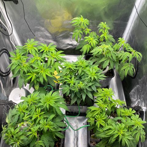 Mandarin Cookies R1 V2 #2 growlog timeline photo