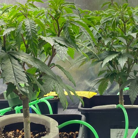 Mandarin Cookies R1 V2 #2 growlog timeline photo