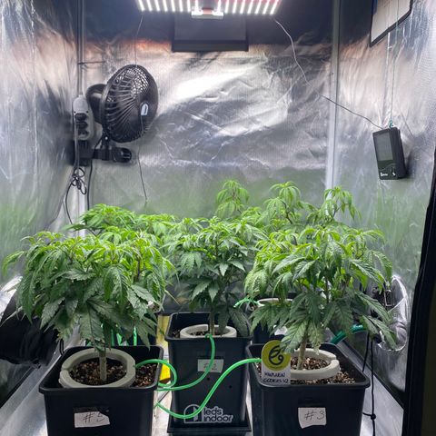 Mandarin Cookies R1 V2 #2 growlog timeline photo